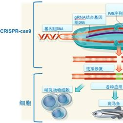 CRISPR基因敲除慢病毒稳转细胞株 (LentiCas9-Stable)
