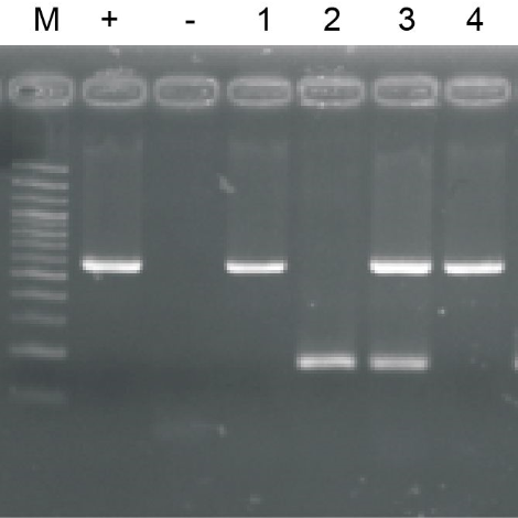 小鼠快速基因型鉴定试剂盒