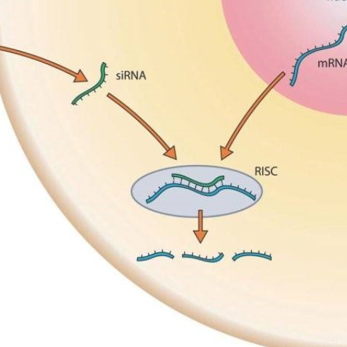 基因敲减慢病毒稳转细胞株 (LentiKD-Stable)