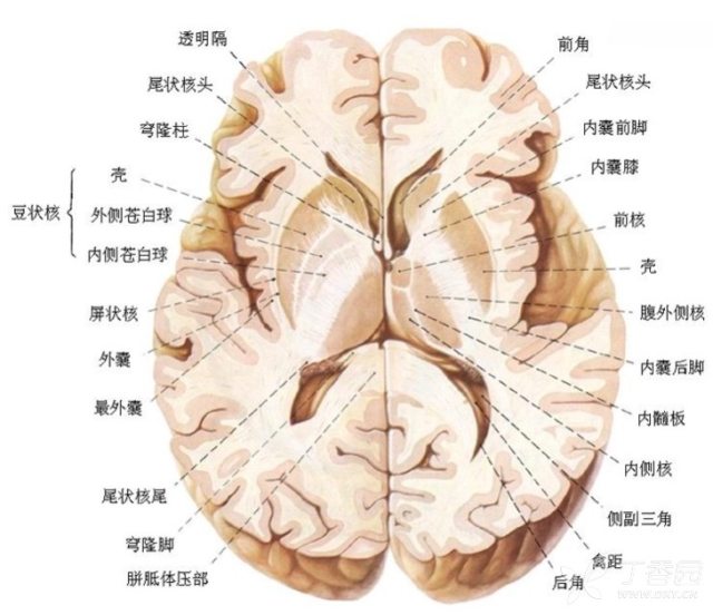 图文并茂轻松掌握头颅影像解剖