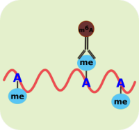 RNA甲基化免疫共沉淀技术(m5C,m6A,m7G MeRIP)