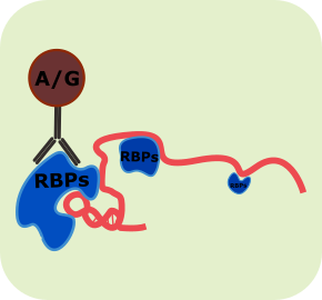 RNA免疫沉淀(RIP)