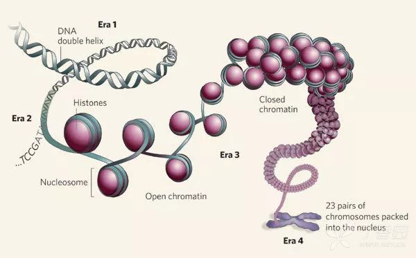 dna紧紧缠绕在组蛋白上
