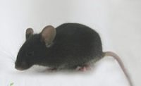 【app小鼠背景APPPS1双转基因小鼠制备AD转基因小鼠现货购买价格低SPF级】
