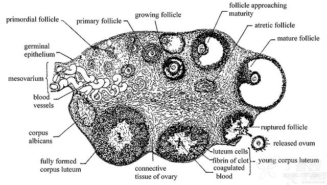 卵泡数量与囊胚形成之间的相关性：临床证据 (卵泡数量和什么有关)