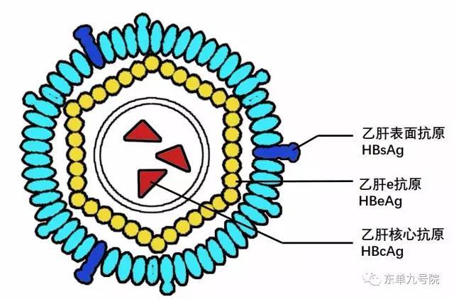 乙肝病毒结构图片