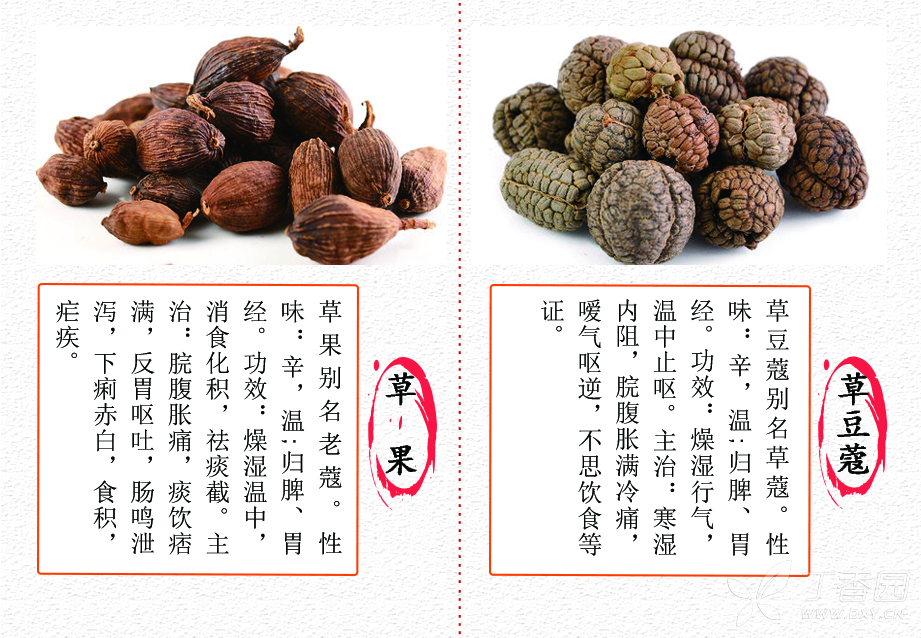 中医(专长)医师资格证书,每日一味学中药—草果