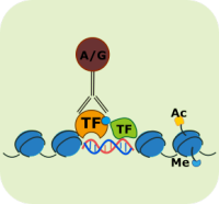 染色质免疫沉淀技术(ChIP)