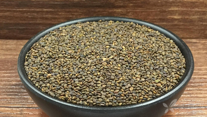 中医(专长)医师资格证书,每日一味学中药——沙苑子