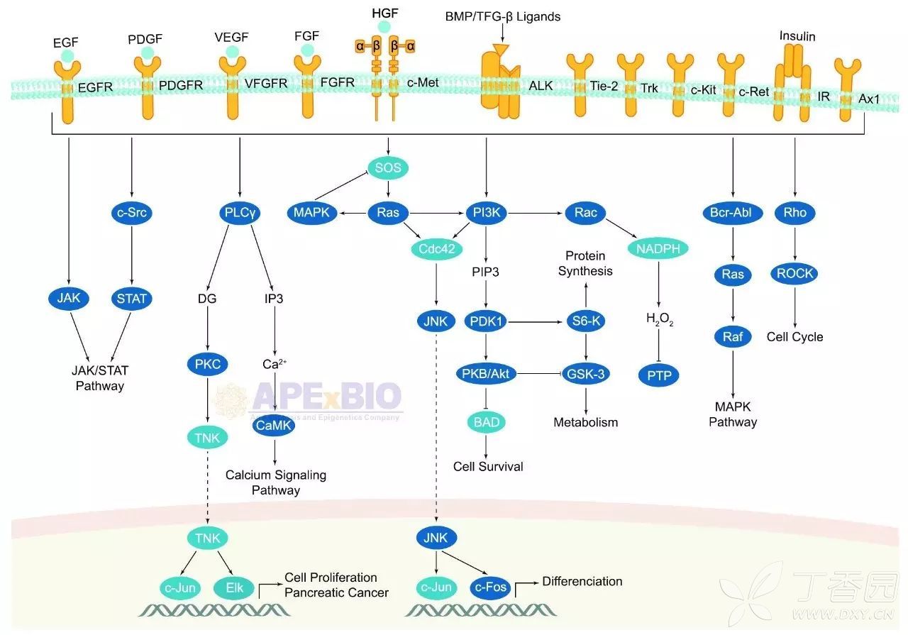 细胞生物学 信号转导 通路图 1.