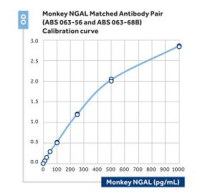 Anti-NGAL (monkey)