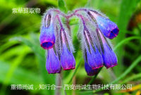 紫草提取物 紫草素10-98%