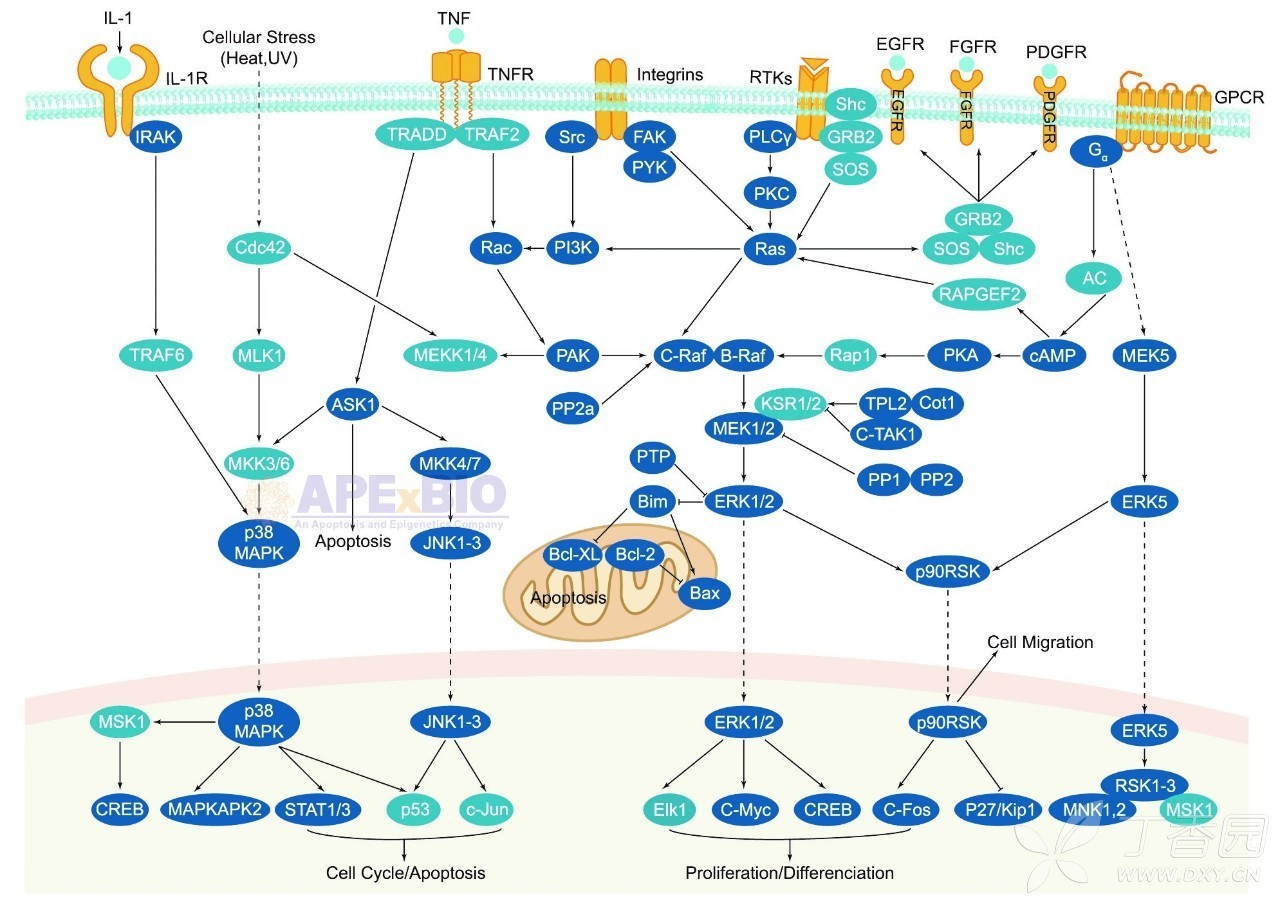 信号通路9—mapk signaling