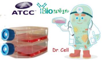  HCoEpiC(人正常结肠上皮细胞)