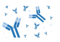 Anti-Procollagen type I C-terminal propeptide (human, PICP)