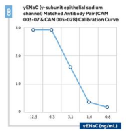 Anti-yENaC (y-subunit epithelial sodium channel)