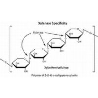 木聚糖酶,BR,6000U/mg