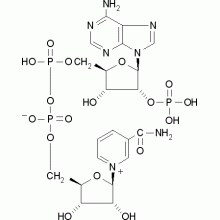 氧化型辅酶Ⅱ自由酸,BR,90%,自由酸