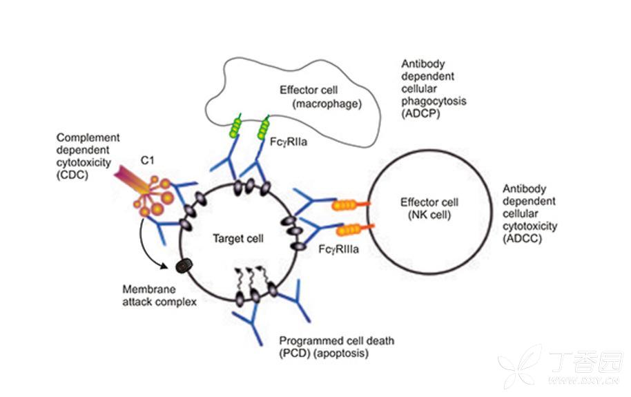 抗體依賴的細胞介導的吞噬作用(adcp)與phagocytosis的區別