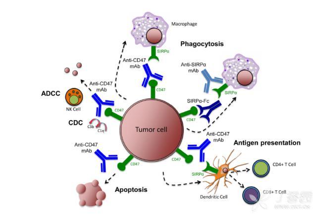 抗体依赖的细胞介导的吞噬作用(adcp)与phagocytosis的区别