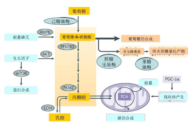 手机在线你看懂的2017 2017 年年度盘点：一图看懂糖酵解在肾脏病发展中的效果