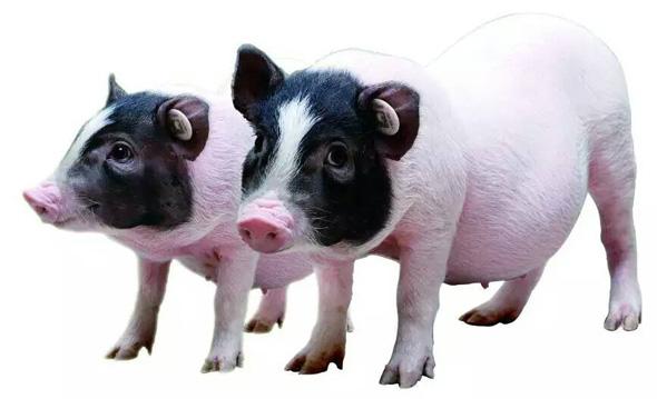 小型猪饲养、给药、采血等技术服务