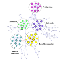 功能网络GOEA Analysis