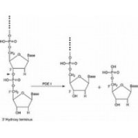 磷酸二酯酶I,BR,20u/mg