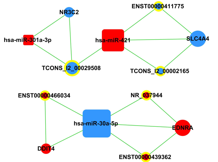 circRNA-miRNA-mRNA-Network