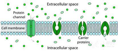 信号通路14-Membrane TransporterIon Channe