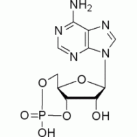 环磷酸腺苷,高纯,98%