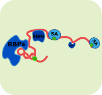 RNA pulldown