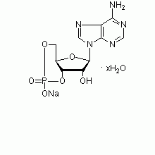 腺苷-3‘,5‘-环状单磷酸钠水合物 ,99%