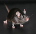 肝损免疫缺陷小鼠(FRI)