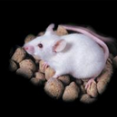 免疫缺陷小鼠(NPIdKO)