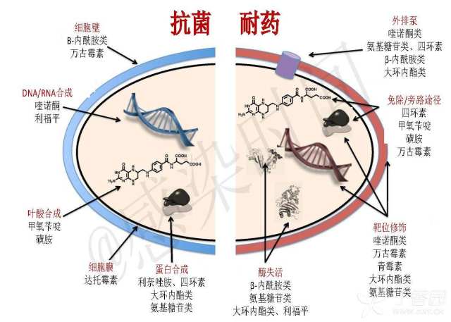 幻灯:抗菌药物耐药机制