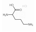D-鸟氨酸盐酸盐 CAS#:16682-12-5