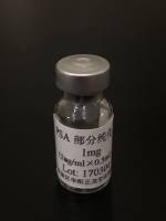  人前列腺特异性抗原（h-PSA）