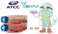 CLL( 人慢性淋巴细胞白血病细胞)