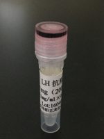 LH纯品抗原