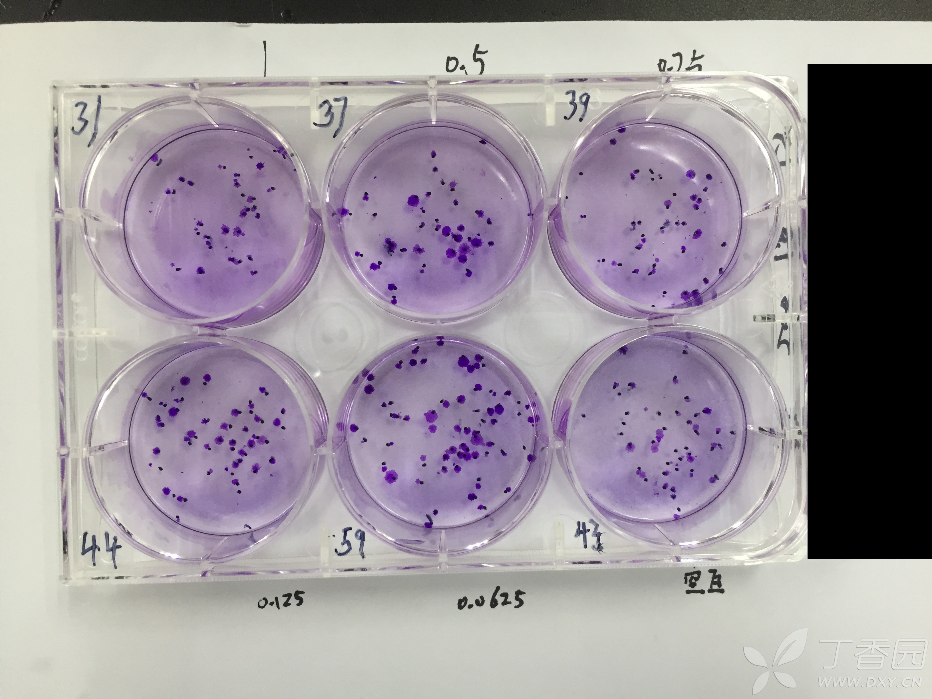 细胞增殖实验（MTT法）-研载生物科技（上海）有限公司