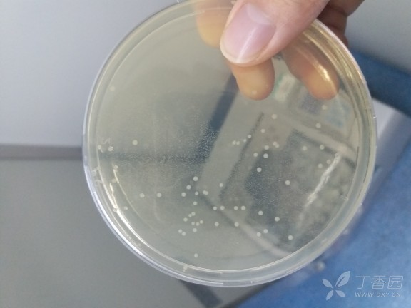 培养出来变形链球菌的菌落形态应该是啥样子? - 微生物学和寄生虫学讨论版 -丁香园论坛