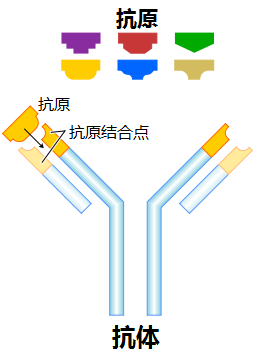 诊断试剂开发用抗体