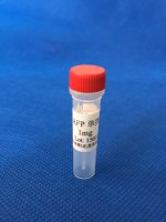  抗甲胎蛋白（AFP）单克隆抗体