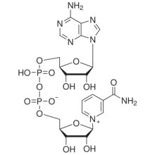 β-烟酰胺腺嘌呤二核苷酸(NAD) ,97%