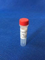 鼠抗铁蛋白单克隆抗体