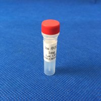 鼠抗胰岛素(Ins)单克隆抗体