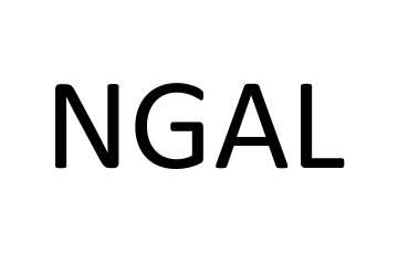 NGAL兔多抗