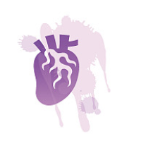 AAV在心脏中的应用