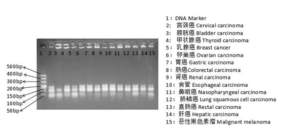 超高保真二代測序FFPE DNA文庫制備試劑盒 2X Ultra HiFi PCR Master Mix For FFPE-Direct DNA library Preparation